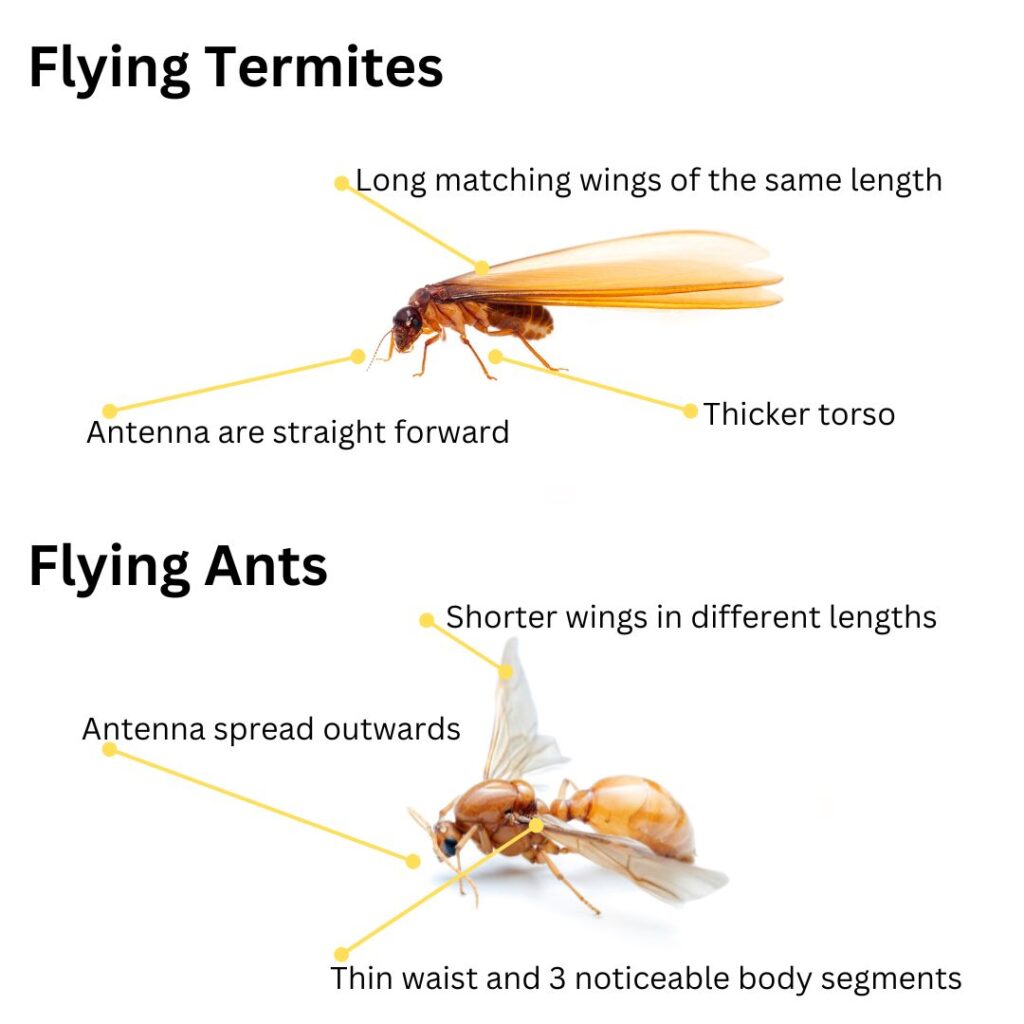 Termites By So Pest Off