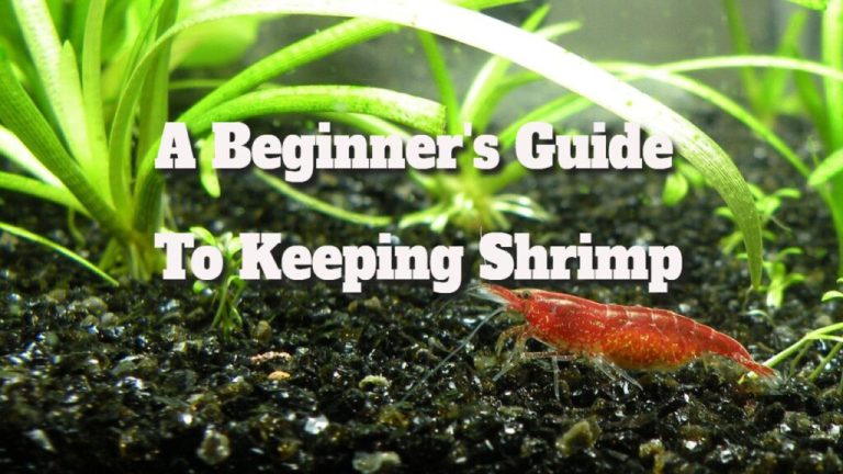 Shrimp Care Tips: A Guide for New Owners