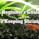 Shrimp Care Tips: A Guide for New Owners