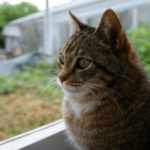 Signs Your Feline May Be a Victim of Cat Bullying