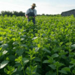 Catnip Secrets: Discover Intriguing Facts About Felines