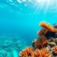 Belize Barrier Reef: Best Snorkeling Spots and Marine Life