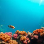 Great Blue Hole Belize: Your Essential Diving and Snorkelling Guide