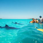 Whale Shark Swimming: Top Tips and Best Times in Belize