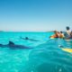 Whale Shark Swimming: Top Tips and Best Times in Belize