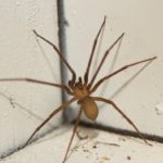 Spider Pest Control Strategies for Successful Elimination