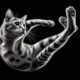 The Science Behind Cats Always Landing on Their Feet