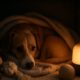 Calming Pets: Effective Strategies for Fourth of July