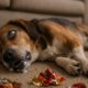 Seizure Management for Pets with Home Remedies