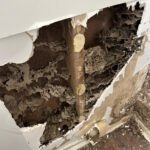 Termite Inspection Timing: Winter Tips for Sydney Homes