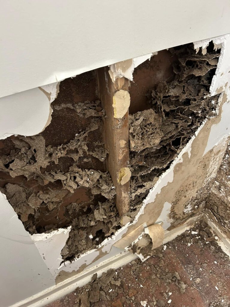 Termite Inspection Timing: Winter Tips for Sydney Homes