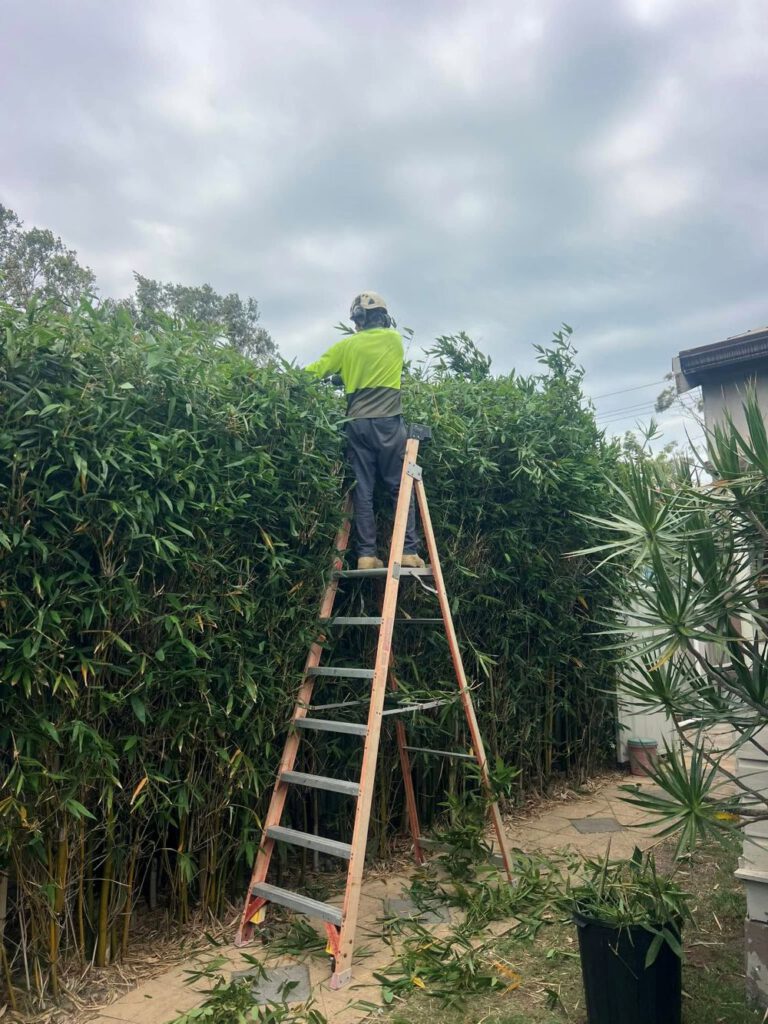 Low-Maintenance Hedging Plants Perfect for Newcastle Gardens