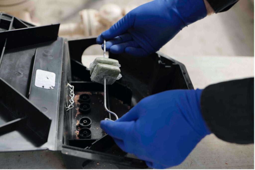 Rat Bait Laws in Australia: Essential Updates to Know
