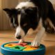Essential Tips for Mental Stimulation in Border Collies