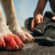 Pavement Safety Tips: Essential Advice for Dogs in Hot Weather