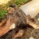 Tree Roots in Drains: Solving Wollongong’s Issue