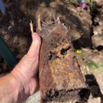 Clay Soil’s Effect on Caboolture’s Plumbing Systems
