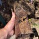 Clay Soil’s Effect on Caboolture’s Plumbing Systems