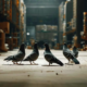 Pigeon Control Services in Sydney for Effective Bird Management