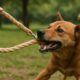 Hemp Leashes for Dogs: Strong and Durable Options