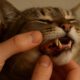Teeth Brushing Kits for Cats: A Vital Oral Care Guide