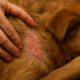 Flea Control for Pets: Essential Tips to Avoid Autumn Infestations