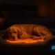 Temperature-Controlled Beds for Pets: Your Comfort Guide