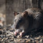 Rodent-Proof Your Home with These Essential Tips