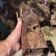 Tree Roots Blocking Pipes: Solutions for Pool Maintenance
